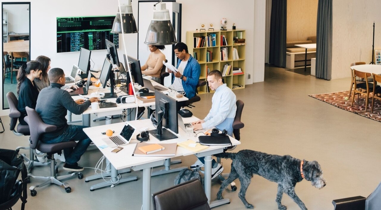 Hohe Winkelansicht von männlichen und weiblichen IT-Fachleuten, die an Schreibtischen in einem kreativen Büro arbeiten, während ein Hund durchs Büro läuft